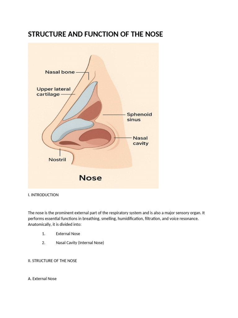 Anatomy and Functions of the Nose | PDF | Human Nose | Respiratory System