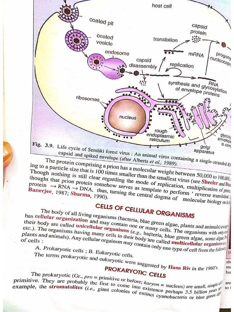 Ultrastructure of Pro and Eukaryotic Cell Scan From Verma and Agarwal | PDF