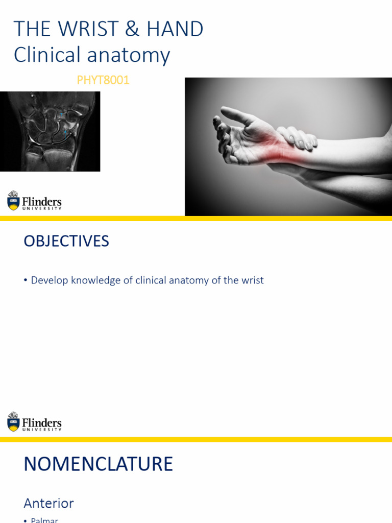 Wrist and Hand Clinical Anatomy 2022 | PDF