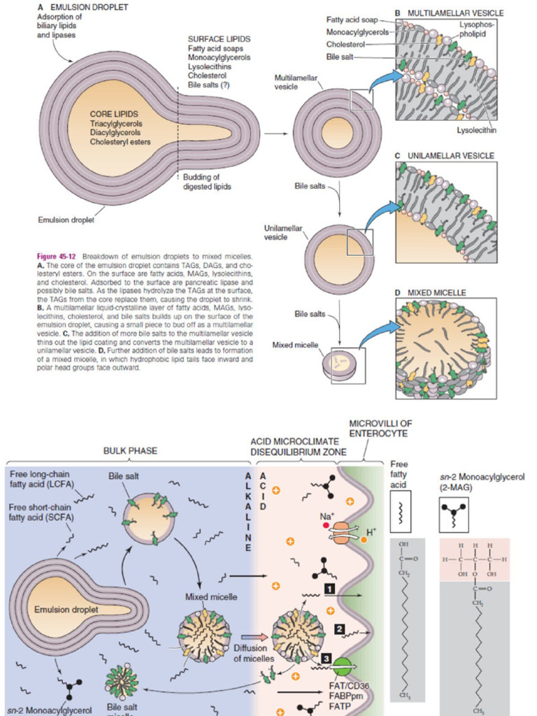 Lipid Transport and Metabolism Overview | PDF | Lipoprotein | High ...