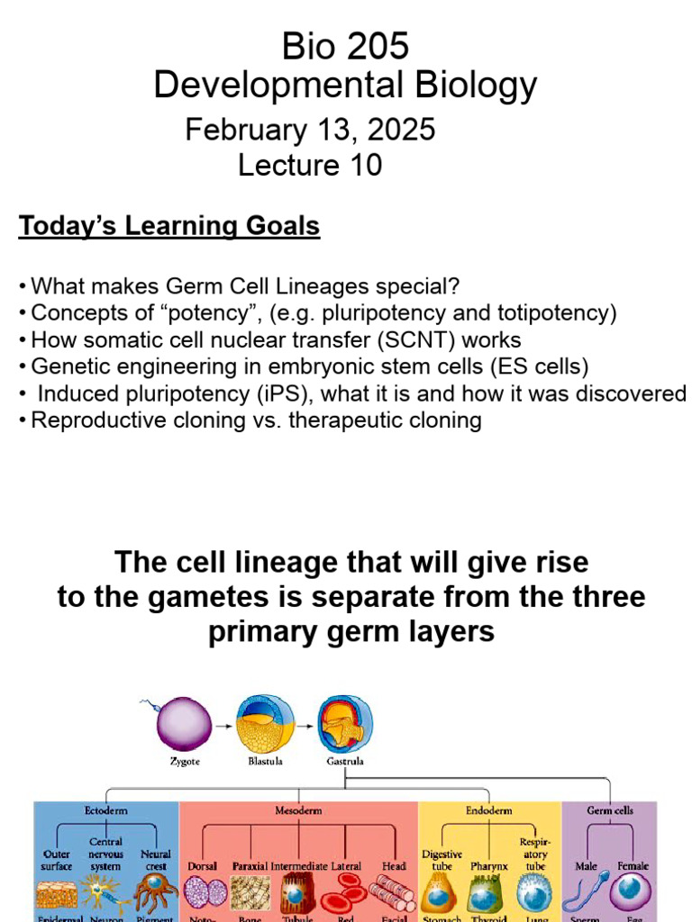 Germ Cell Lineages and Stem Cell Potency | PDF | Cell Potency ...