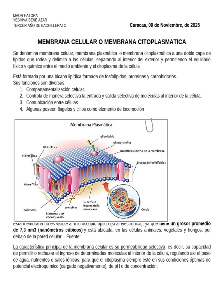 Funciones y Estructura de la Membrana Celular | PDF | Membrana celular ...