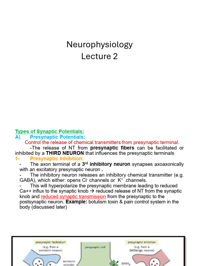 Types of Synaptic Potentials Explained | PDF | Chemical Synapse ...