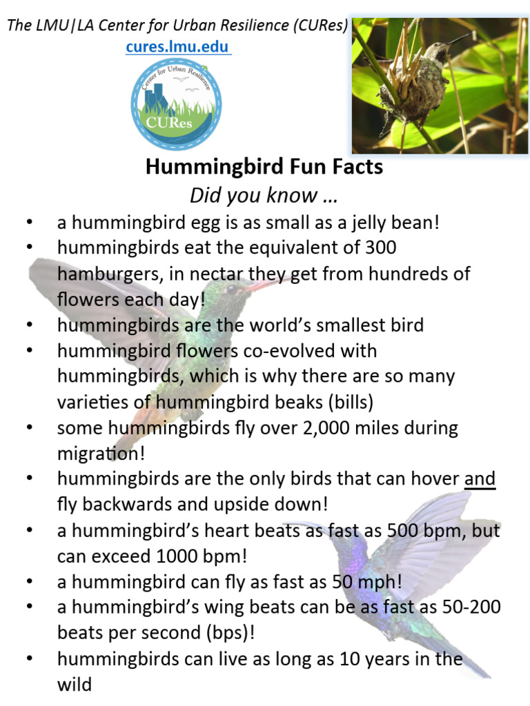 Fascinating Hummingbird Facts | PDF