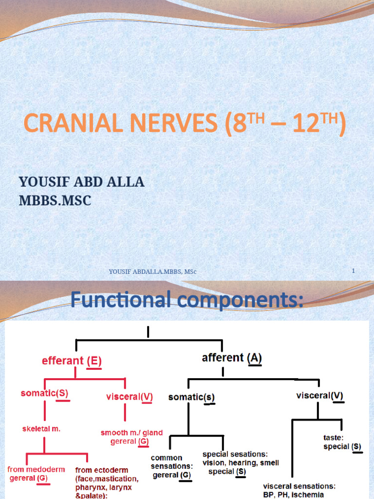 12 cranial nerves VIII to XII | PDF | Human Anatomy | Nervous System