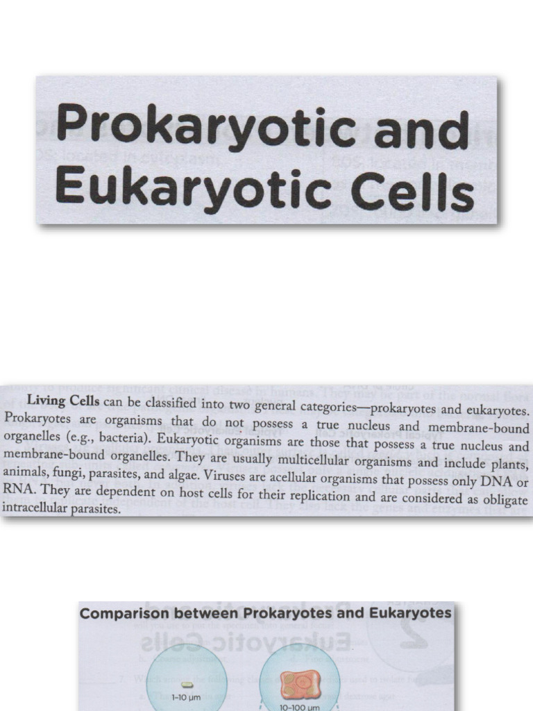 Prokaryotes and Eukaryotes | PDF