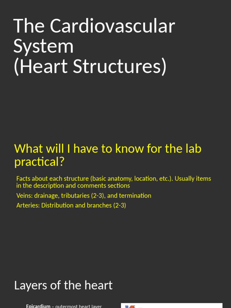 Heart Anatomy and Structures Overview | PDF | Heart Valve | Coronary ...