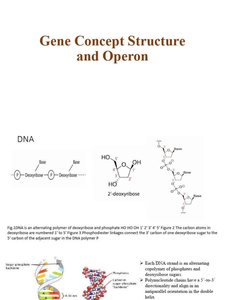 DNA Structure and Gene Function Overview | PDF | Translation (Biology ...
