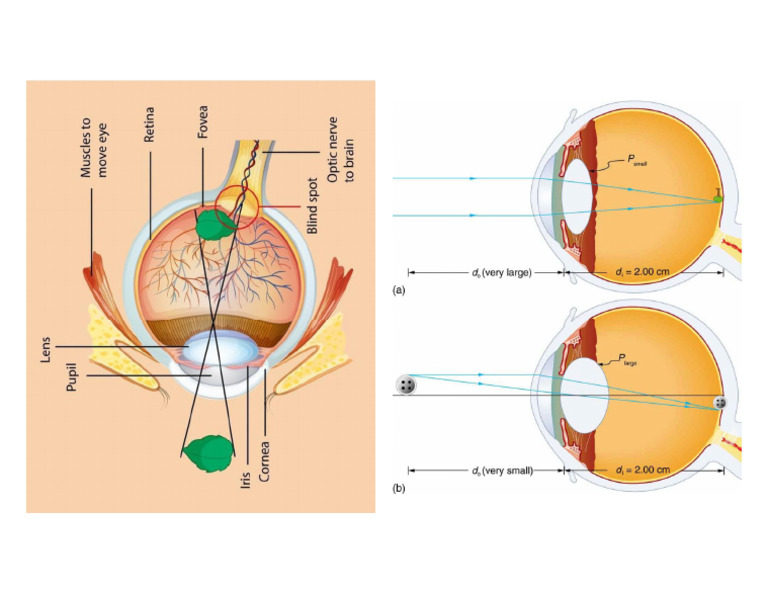 cgh | PDF