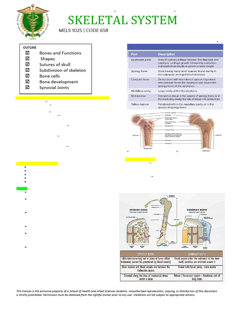 Skeletal System Anaphy Lec & Lab_025007 | PDF | Bone | Skeleton