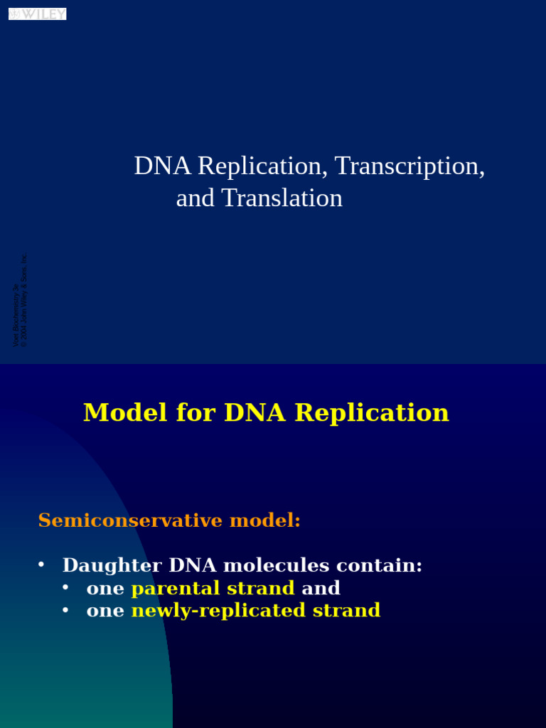 DNA Replication, Transcription, Translation | PDF | Dna Replication ...
