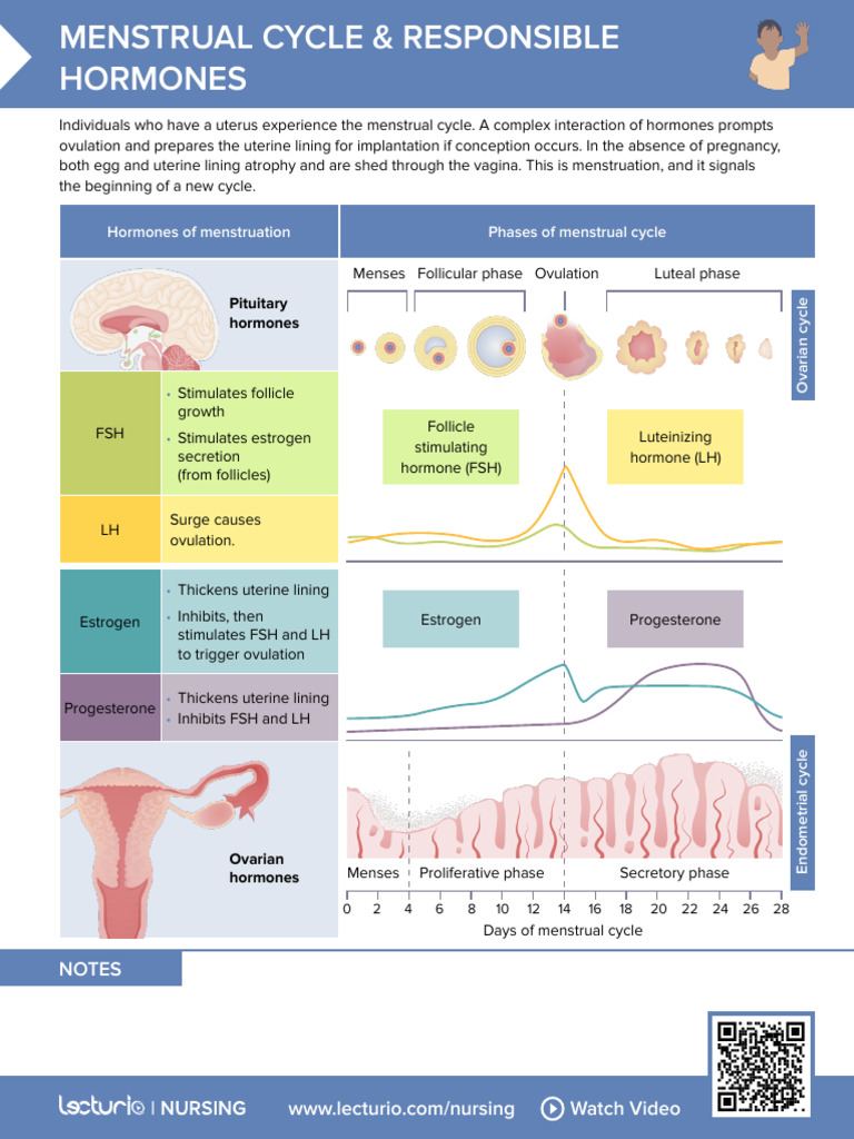 Menstrual CycleResponsible Hormones 02 | PDF