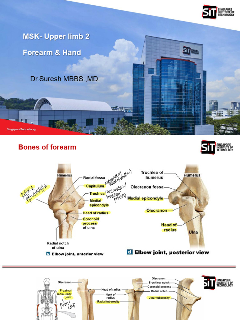 Anatomy of the Forearm and Hand | PDF | Thumb | Finger
