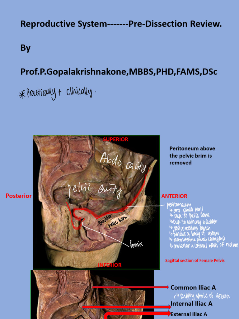 WK11 Pelvic Dissection | PDF | Pelvis | Prostate