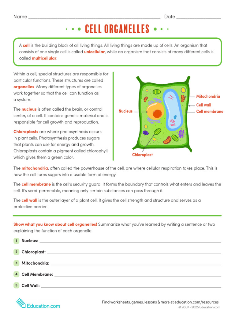 Functions of Cell Organelles | PDF