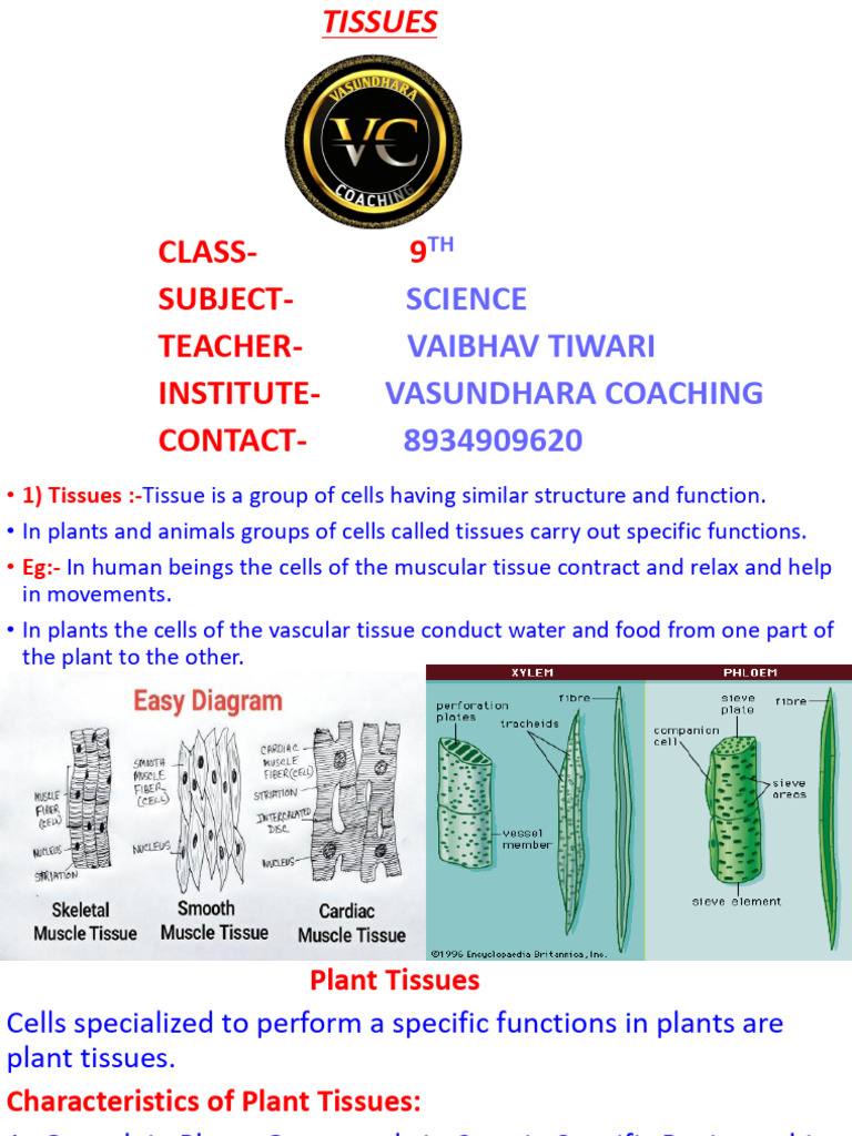 Overview of Plant and Animal Tissues | PDF | Epithelium | Tissue (Biology)