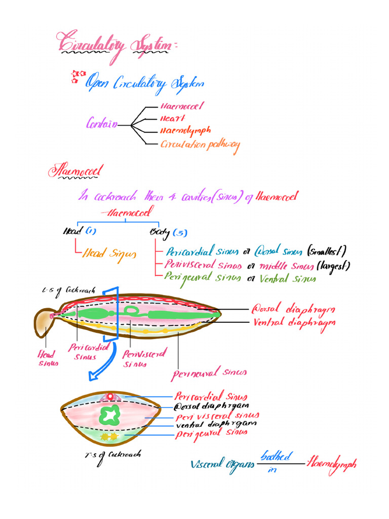 Circulatory System | PDF