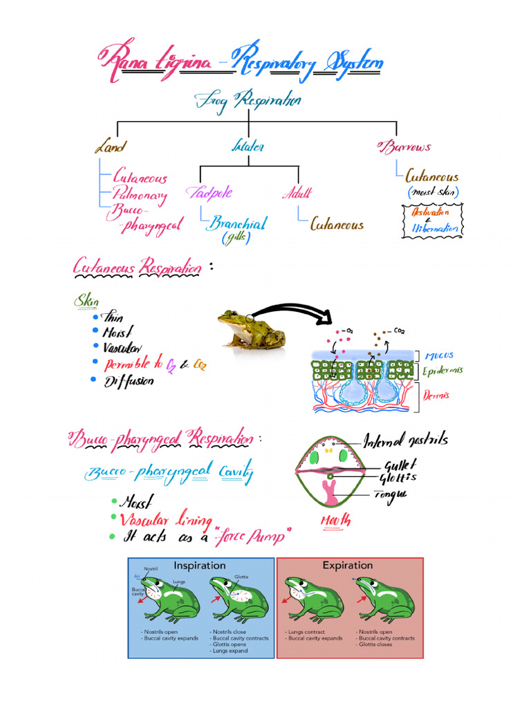 Rana Tigrina at Respiratory System | PDF