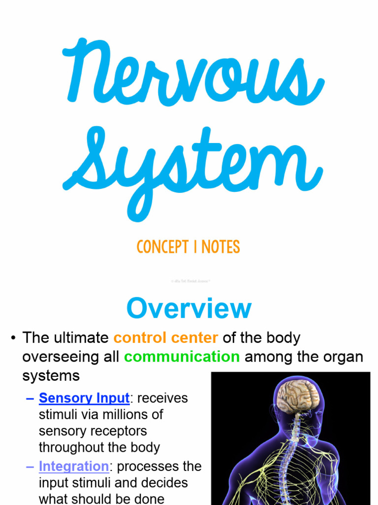 Nervous System Structure and Functions | PDF | Motor Neuron | Autonomic ...