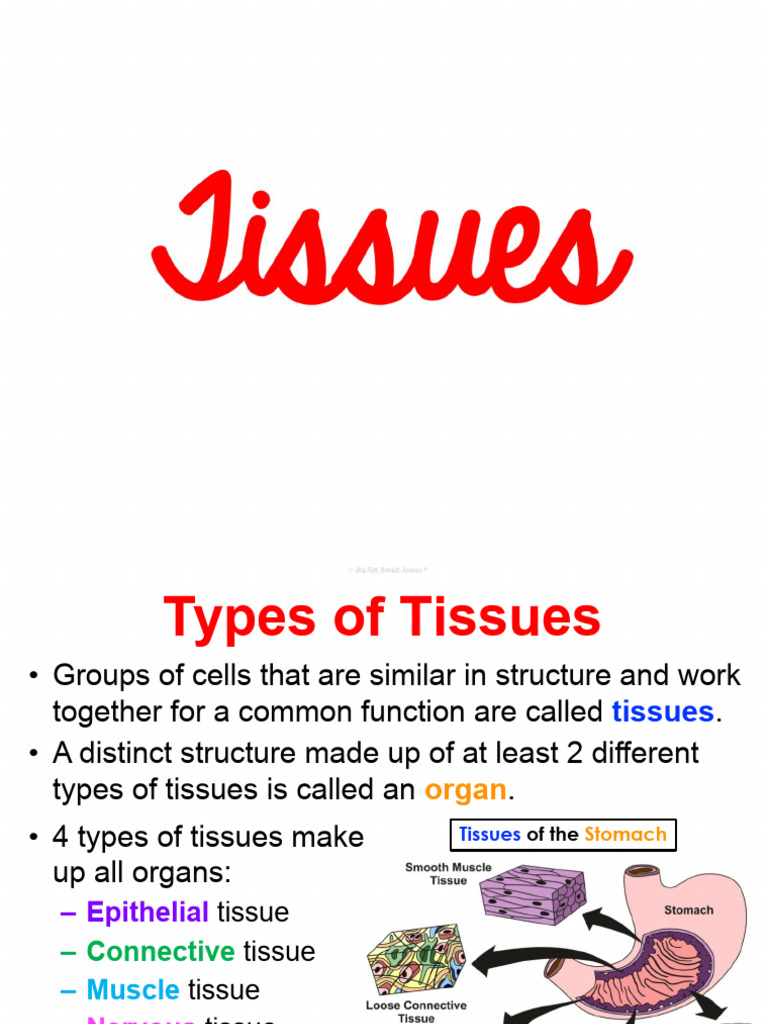 Overview of Tissue Types and Functions | PDF | Epithelium | Tissue ...