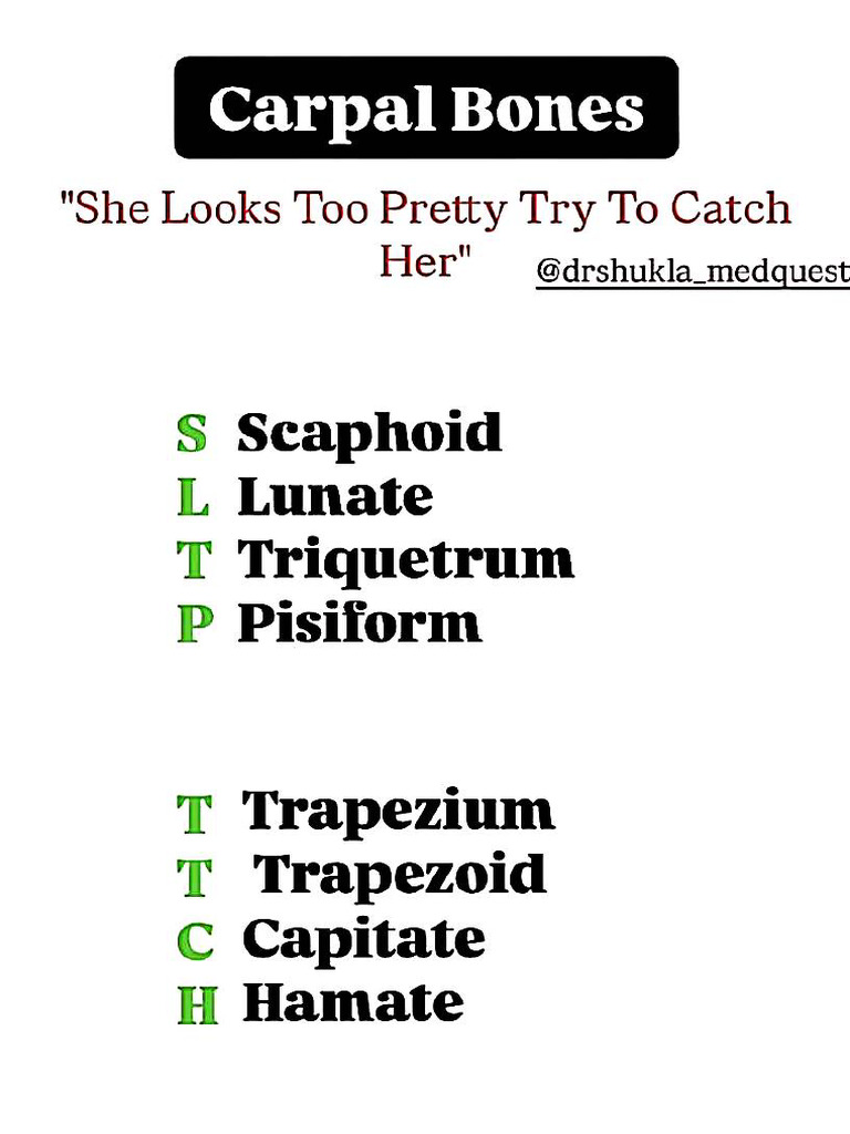 Mnemonics For Anatomy | PDF