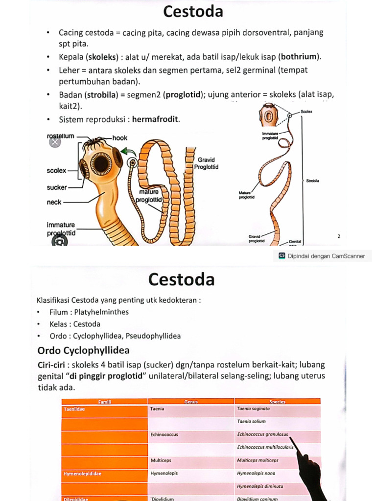CESTODA | PDF