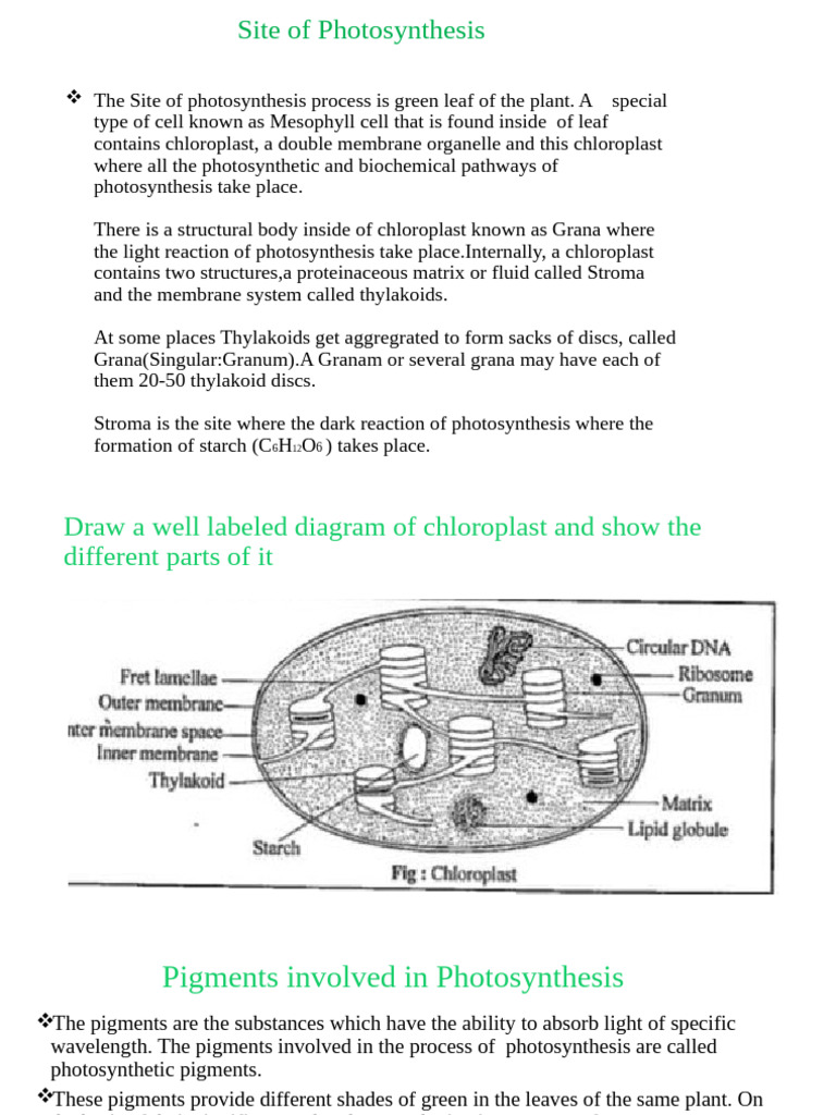 Photosynthesis Process and Pigments Explained | PDF | Photosynthesis ...