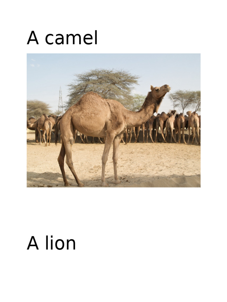 A Camel | PDF