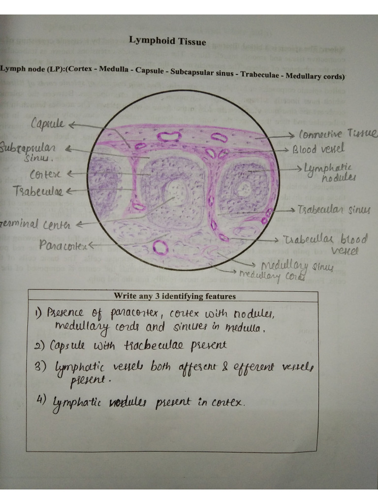 Lymph | PDF
