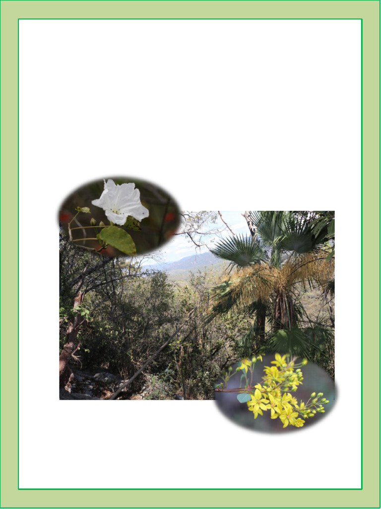 Catálogo de Flora del Proyecto Mina Palpan | PDF | Plantas | Botánica