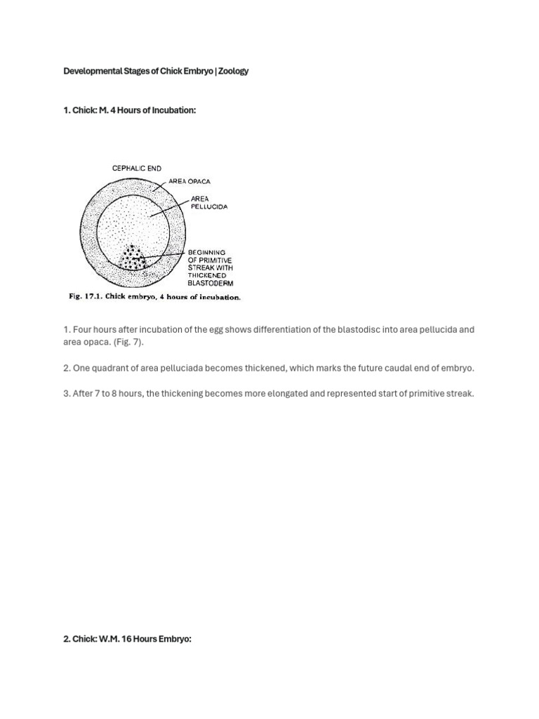 Embryo Development | PDF | Anatomy | Developmental Biology