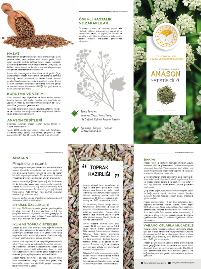 Anason | PDF