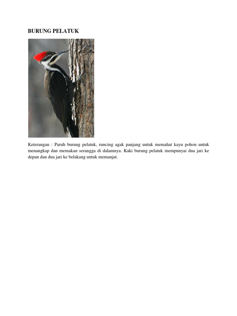 Burung Pelatuk Pdf