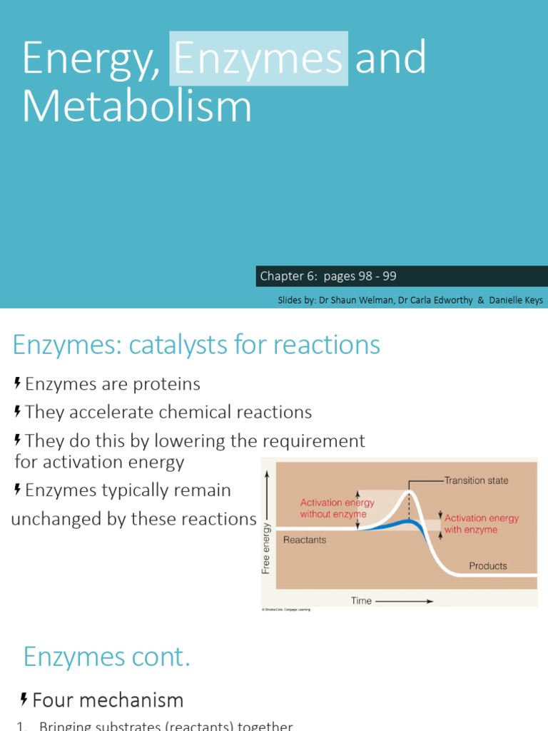 Enzymes and Metabolism Overview | PDF | Enzyme | Adenosine Diphosphate