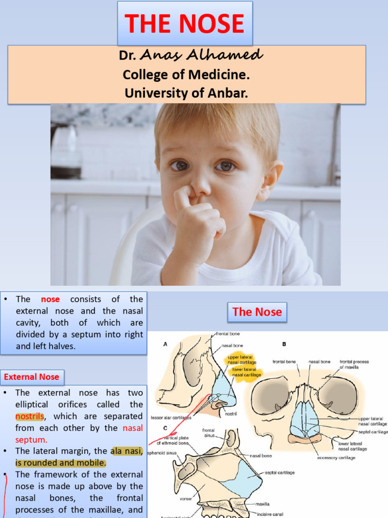 The Nasal Cavity | PDF | Human Nose | Larynx