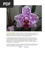Orquídeas