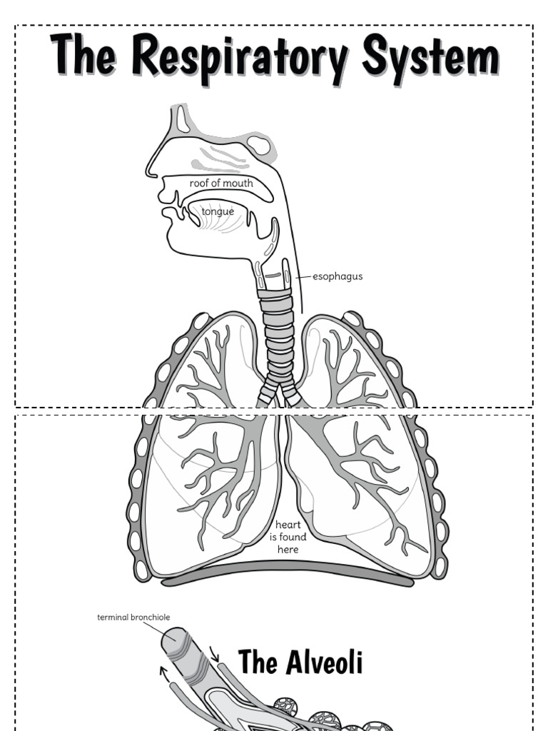 15 - Big Respiratory System Foldable - Image Only | PDF