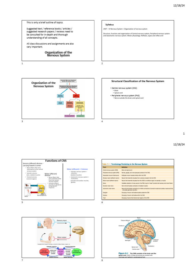 Nervous System Organization Overview | PDF | Autonomic Nervous System ...