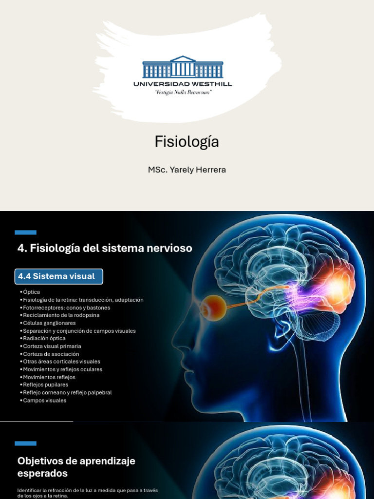4.4 Sistema Visual | PDF | Percepción visual | Ojo humano