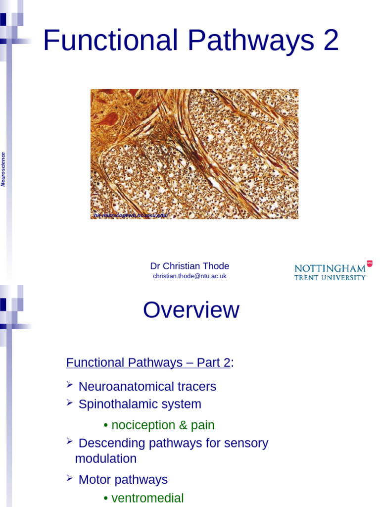 Neuroanatomical Pathways in Neuroscience | PDF | Central Nervous System ...