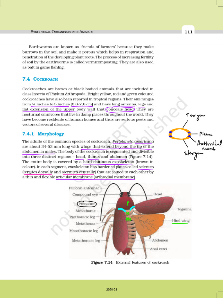 Ncert Cockroach | PDF