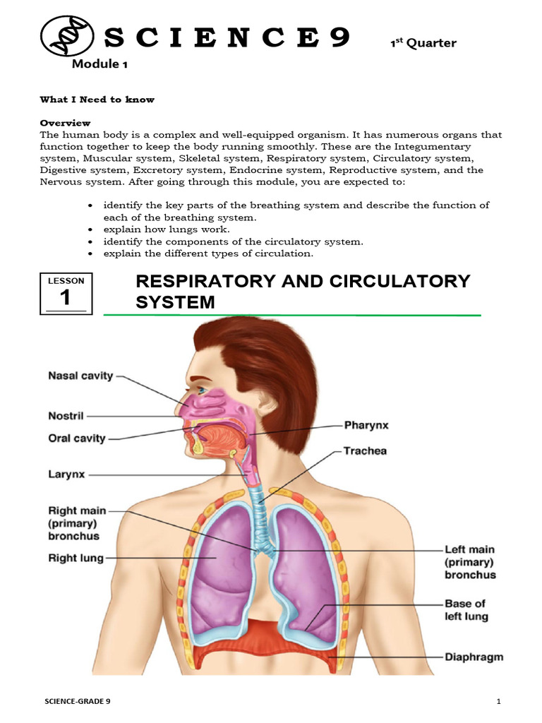 Gr9 q1 Mod1 Respiratory and Circulatory System | PDF | Circulatory ...