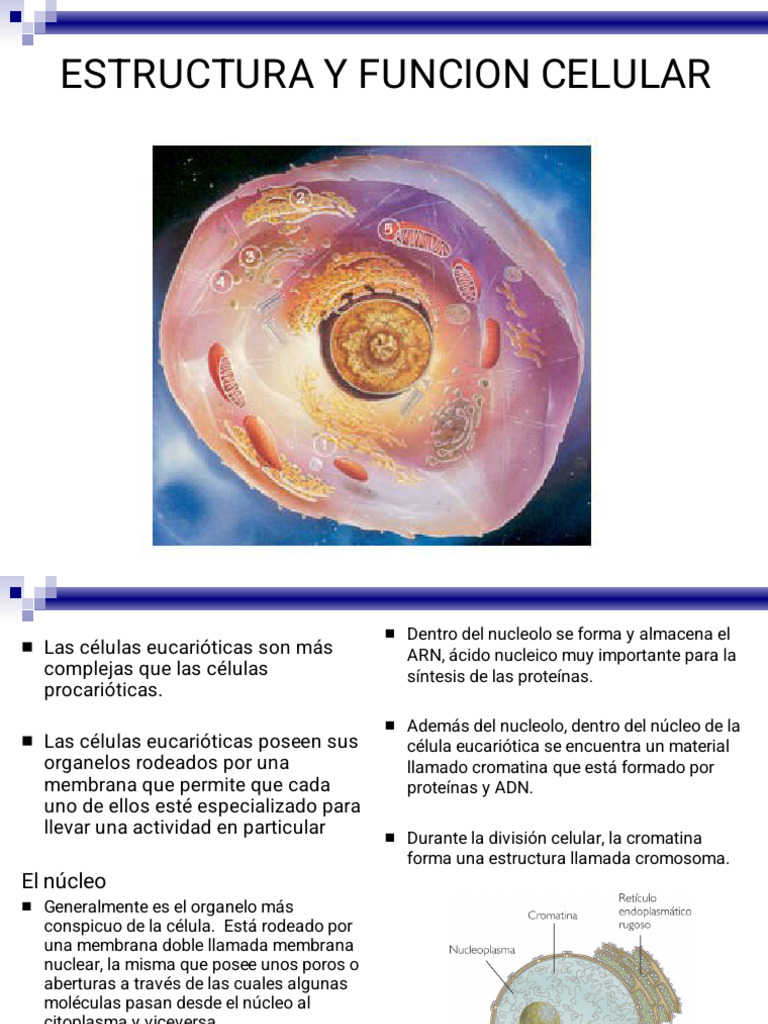 Estructura y Función de las Células | PDF | Citoplasma | Biología Celular)