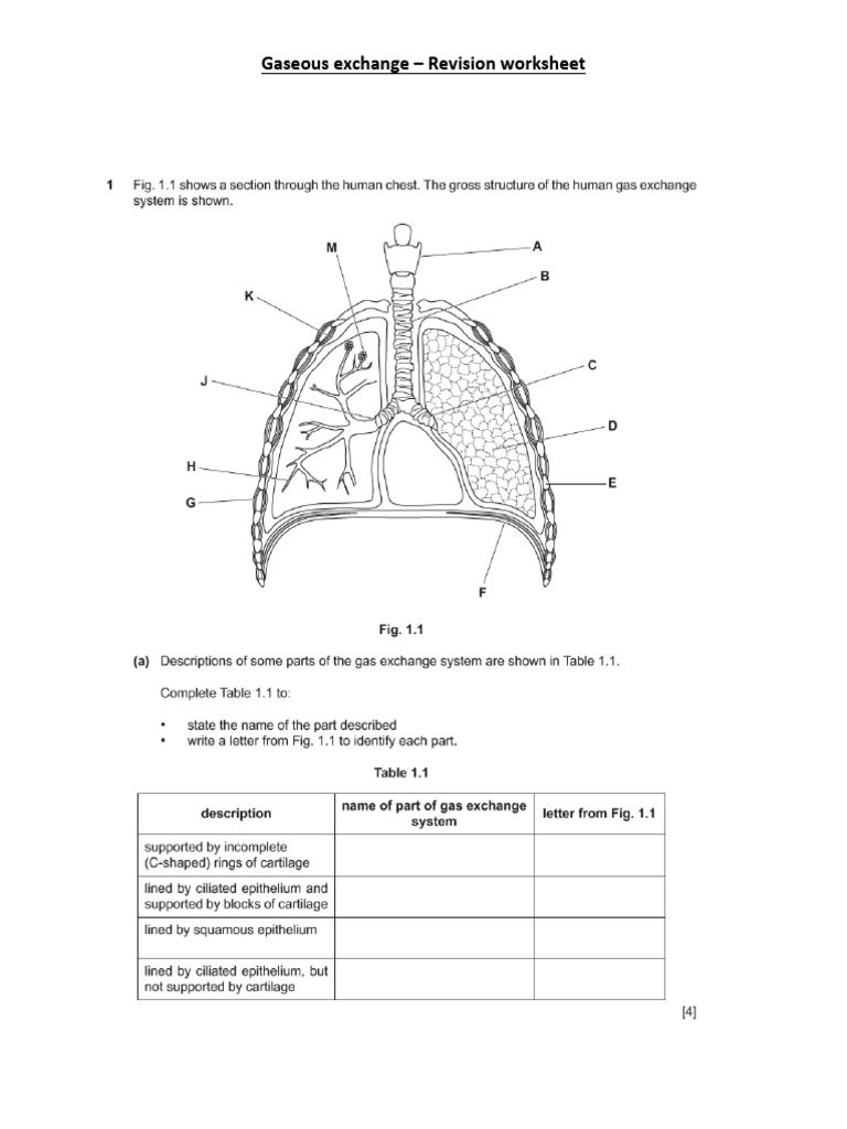 Gaseous Exchange Worksheet | PDF