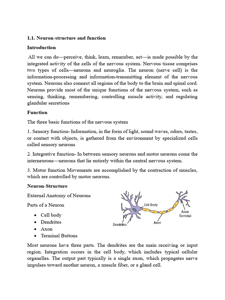 Neuron Structure and Function Explained | PDF | Axon | Neuron