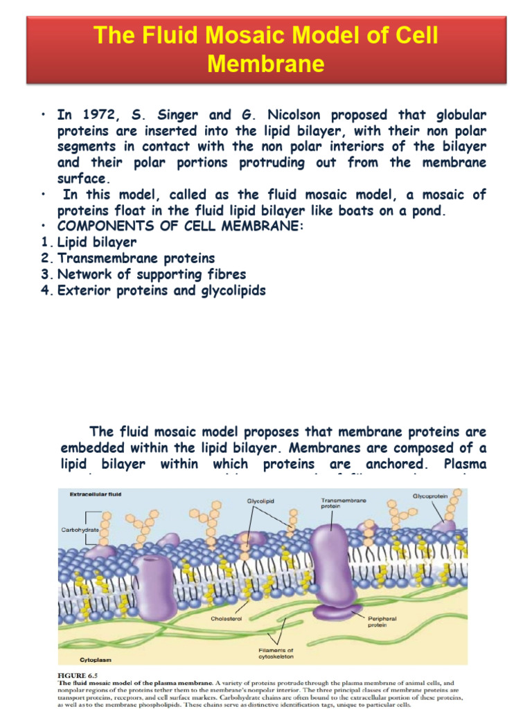 Fluid Mosaic Model of CM Pdf_fdbaa41b0f0aaa9074f70d45e799a4df | PDF