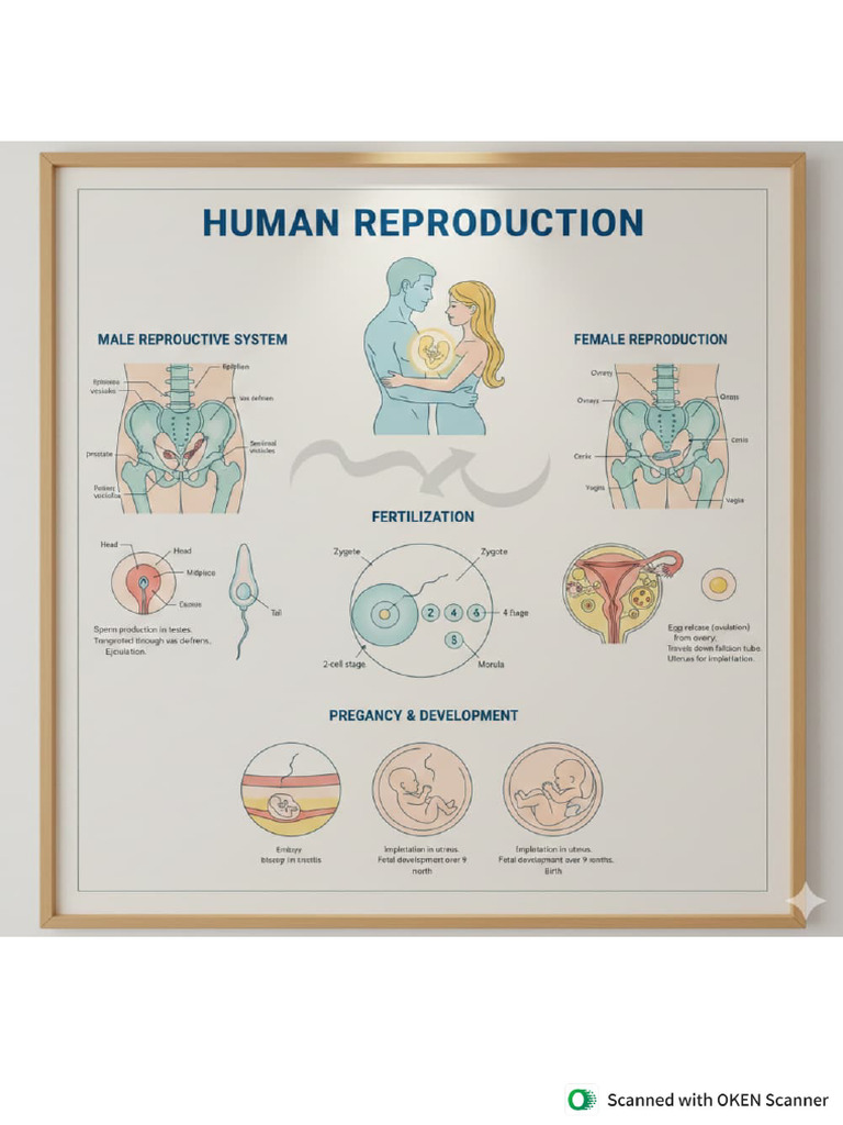 Human Reproduction | PDF