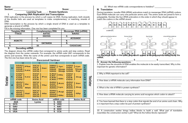 protein-synthesis-dna-to-mrna-guide-pdf-translation-biology