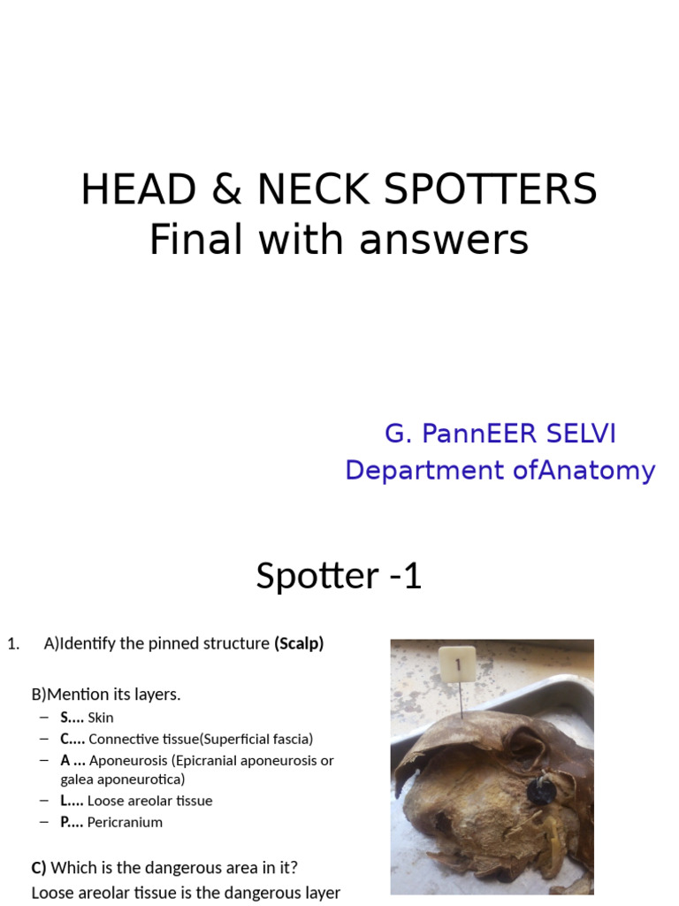 Head & Neck Spotters - Final With Answers-1 | PDF | Human Nose | Vein