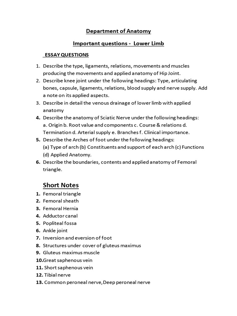 Anatomy Questions IA | PDF | Human Leg | Common Carotid Artery